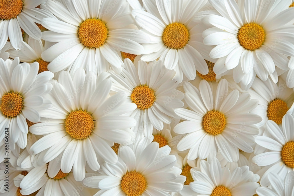Fototapeta premium Texture of white daisies with a yellow center. Medicinal herbs for healthy drinks, herbal teas