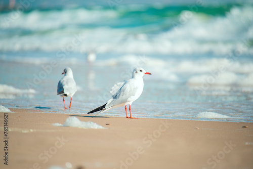   sea bird seagull on the beach against the backdrop of emerald waves