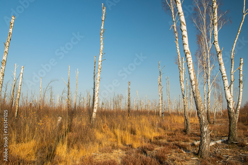 dry dying birch forest. Ecology and environment