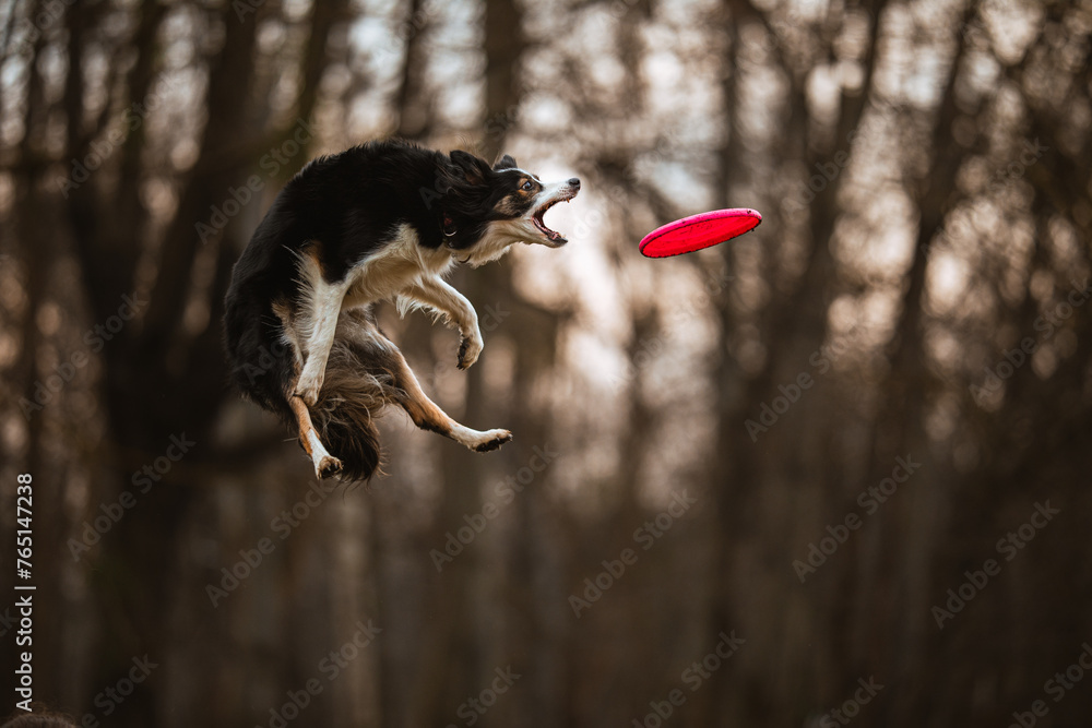 Border collie skacze i łapie frisbee na brązowym leśnym tle