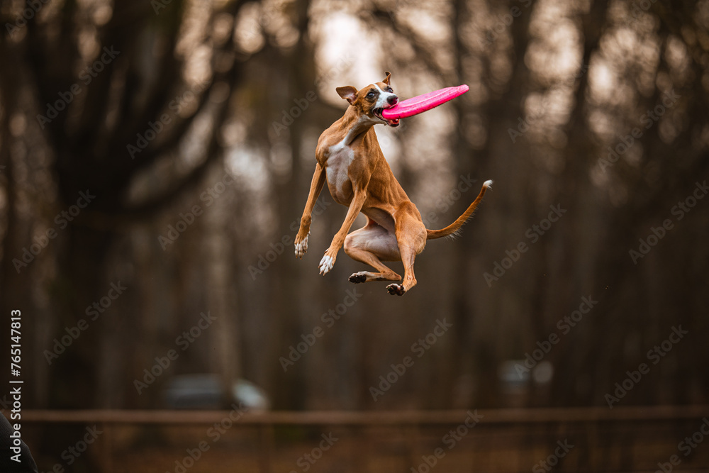 Whippet chart angielski skacze i łapie frisbee na brązowym leśnym tle