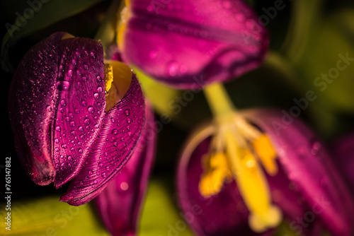 Zdjęcie tulipanów © Dariusz