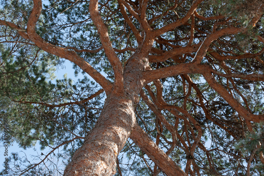 Fototapeta premium tree in the forest