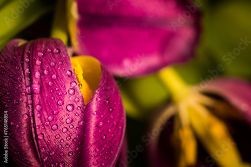 Tulipany © Dariusz