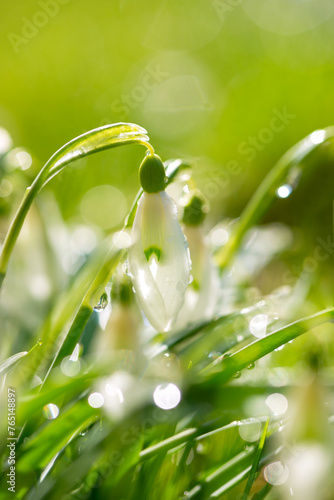 Soft focused macro snowdrops spring first oniony. Beautiful group of blooming white flowers, good for greeting postcard.