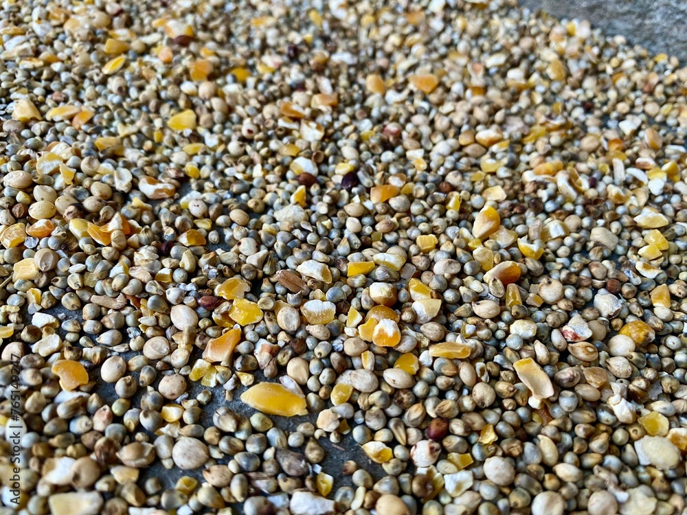 close up of bajra grain which includes Corn and some other seeds for birds feed close up of bajra grain which includes Corn and some other seeds for birds feed
