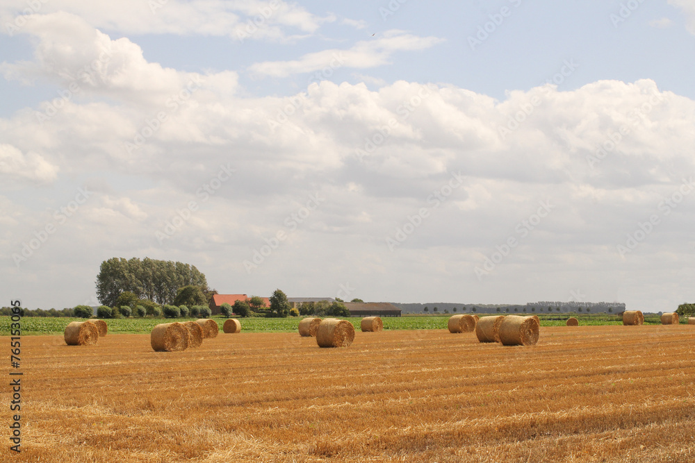 Fototapeta premium a field with round straw bales and a blue sky with clouds in the dutch countryside