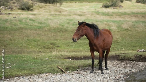 El Cajas National Park Horse