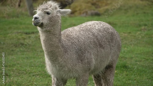 El Cajas Llama
