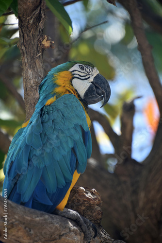 Wallpaper Mural Close Up with a Blue and Gold Macaw Torontodigital.ca