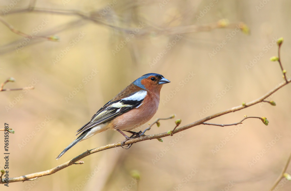 cute little bird sitting on a tree branch in a spring sunny garden