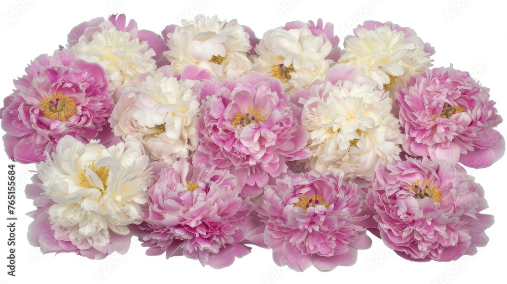 a group of pink and white peonies on a white background with a yellow center in the middle of the peonies.