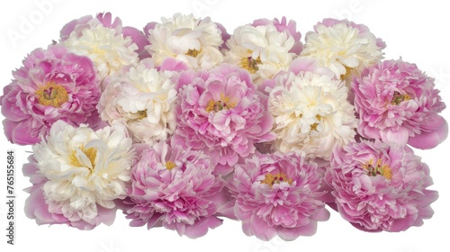a group of pink and white peonies on a white background with a yellow center in the middle of the peonies. © Alice