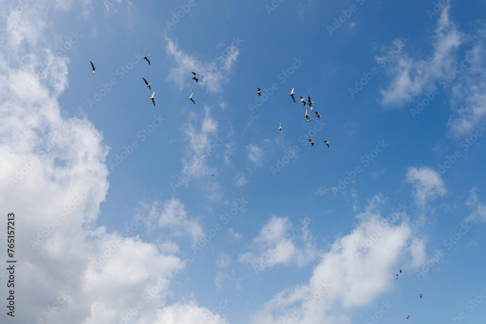 Aves en el cielo azul con nubes
