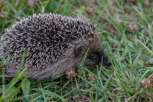 igel