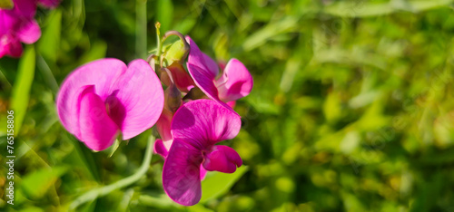 Broad-leaved sweet pea (Lathyrus latifolius) - perennial peavine