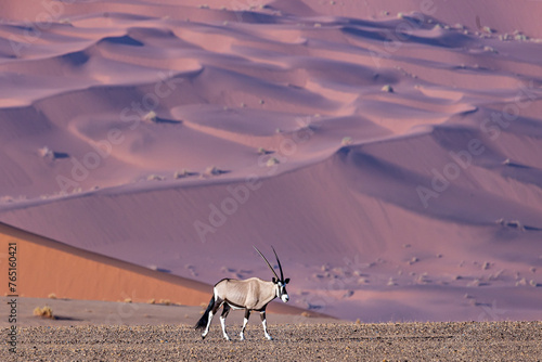 Desert Majesty: Oryx Antelope Against the Sossusvlei Dunes (Oryx gazella)