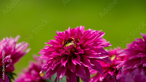 Blooming purple dahlias on a blurry green background.