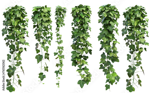 Set of cutout dichondra creeper plant and vines on transparent background, png 