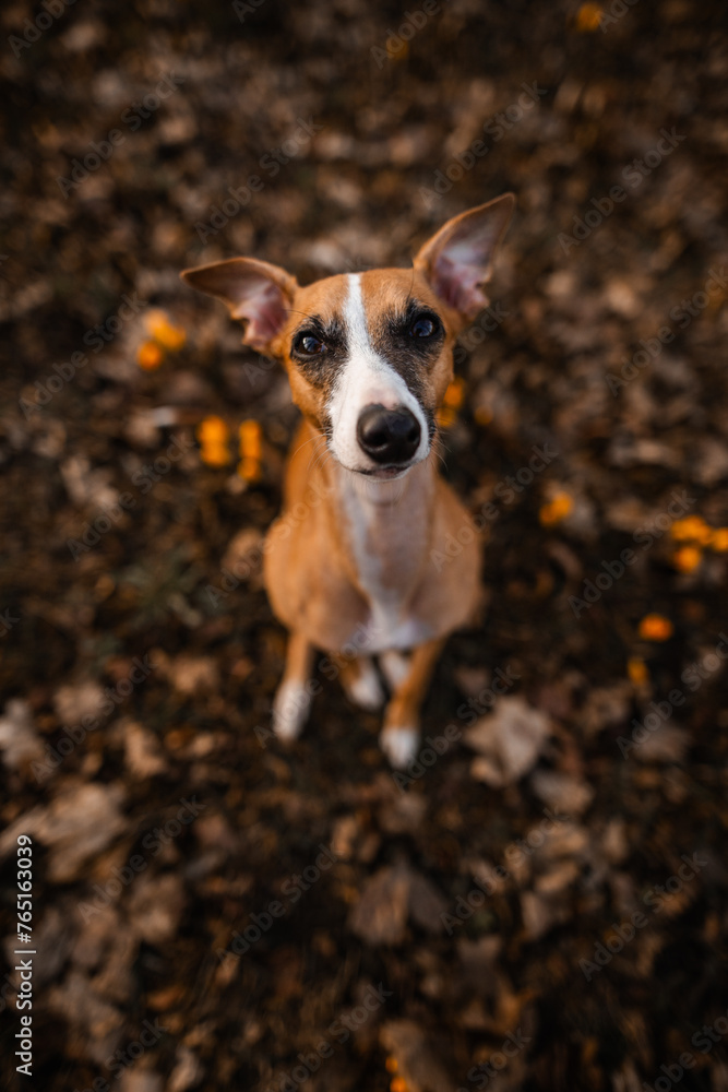 Whippet jasny rudy oczekuje na smakołyka