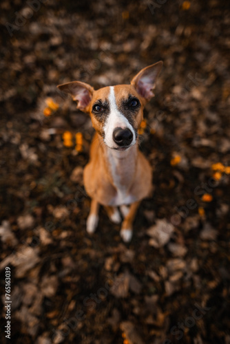 Obraz na płótnie Whippet jasny rudy oczekuje na smakołyka w salonie