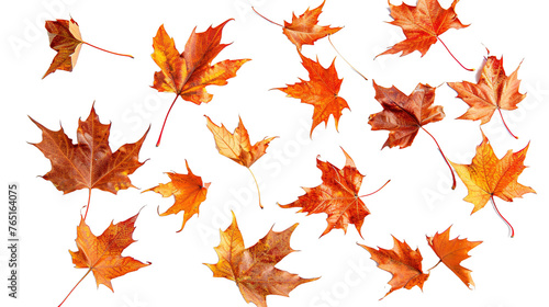 scattered autumn dry orange maple leaves on transparent background, png 
