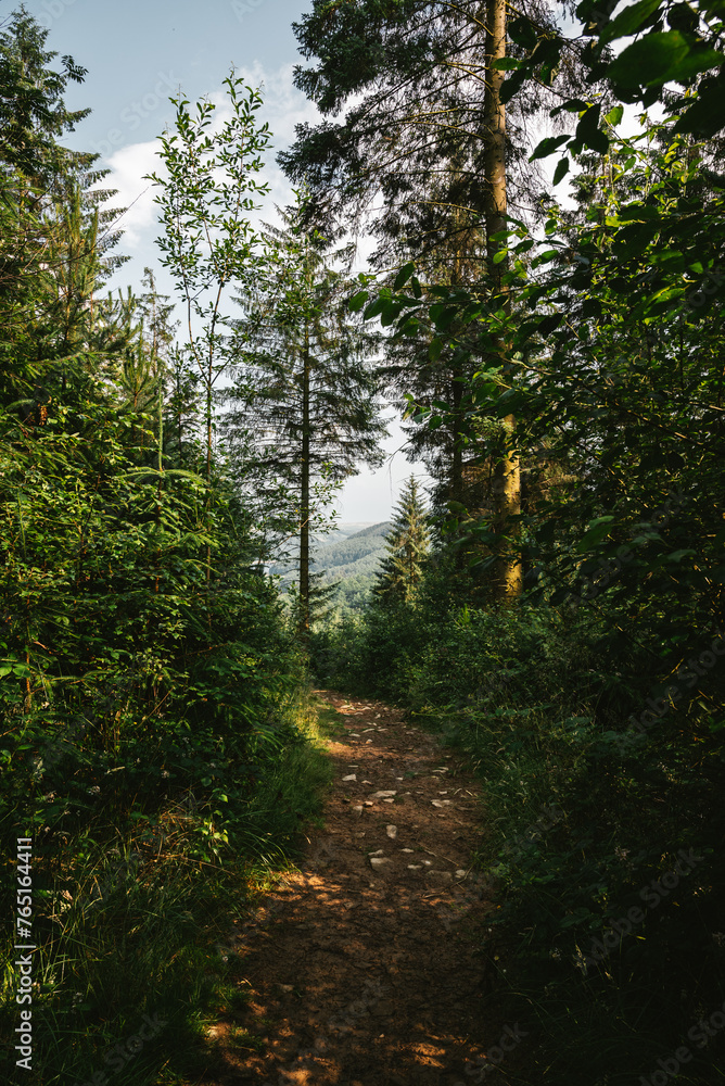 Fototapeta premium Lush English Pine Woods in the Peak District, UK: Dense Forest of Tall Pine Trees with Rich Green Foliage, Sunlight Filtering Through, and a Winding Path