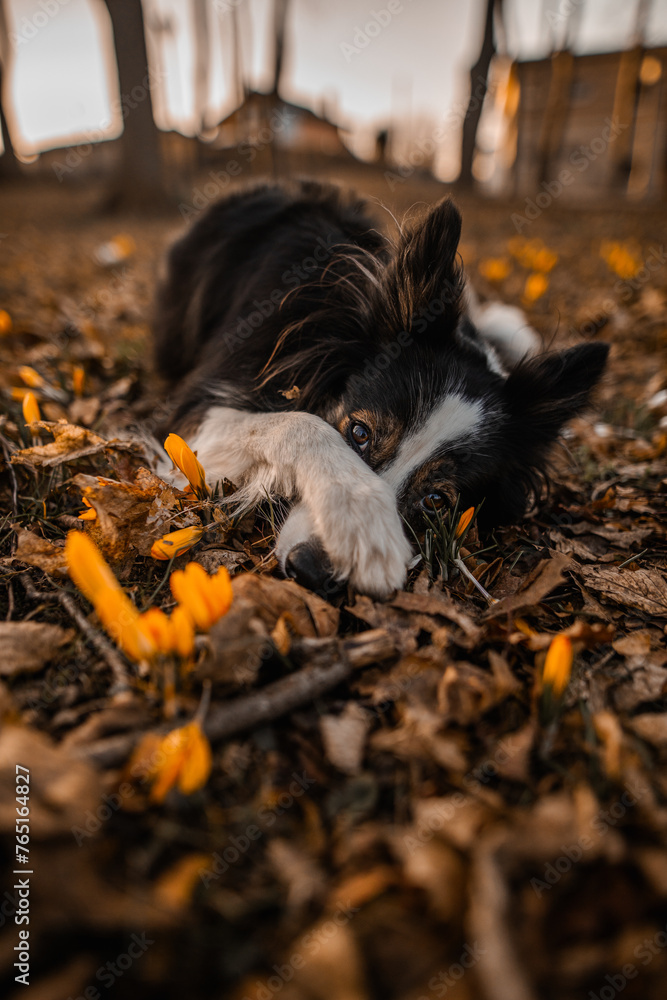 Border collie wykonuje sztuczkę wstydź się łapa na pyszczku
