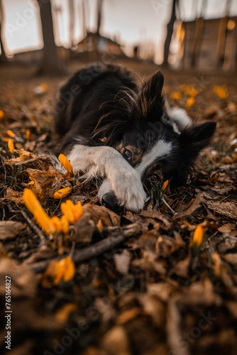 Obraz na płótnie Border collie wykonuje sztuczkę wstydź się łapa na pyszczku w salonie