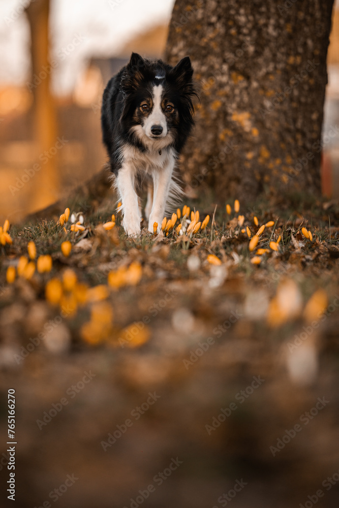 Border collie skrada się po polu z krokusami
