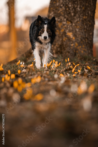 Obraz na płótnie Border collie skrada się po polu z krokusami w salonie