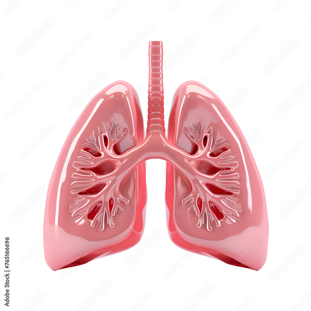 Human lungs model. isolated on transparent background, PNG Cutout Human lungs model. isolated on transparent background, PNG Cutout