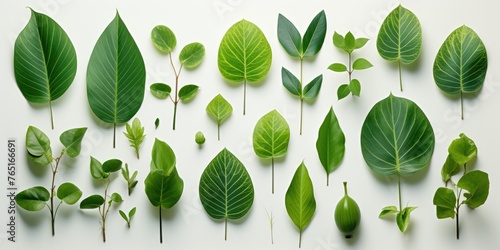 Green leaves