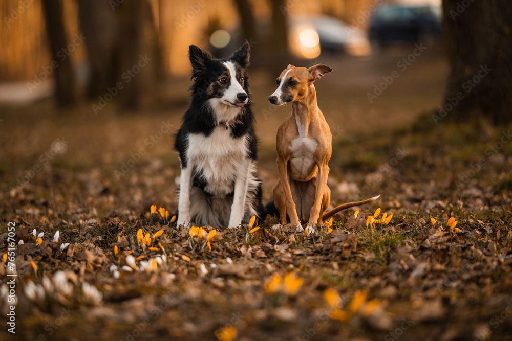 Border Collie i whippet siedzą obok siebie