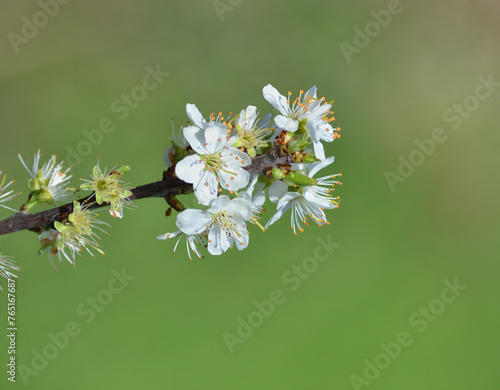 Obraz na plátně Fleurs de mûrier