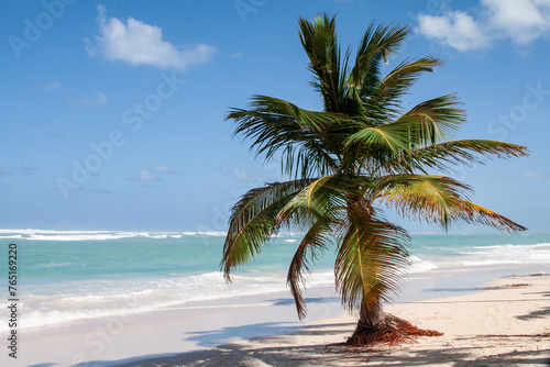 Fototapeta Naklejka Na Ścianę i Meble -  A solitary short palm tree on a windswept beach with the Caribbean Sea in the background on a sunny day