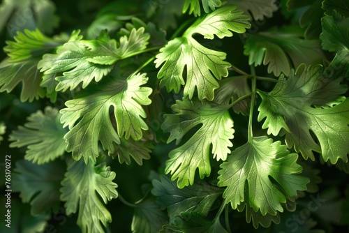 Close up shot of vibrant green leaves. Perfect for nature backgrounds