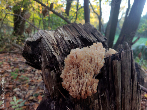 mushrooms in the forest (artomyces pyxidatus)