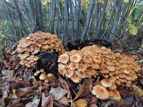 mushrooms in the forest (Hypholoma lateritium)