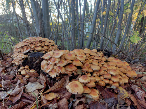 mushrooms in the forest (Hypholoma lateritium)