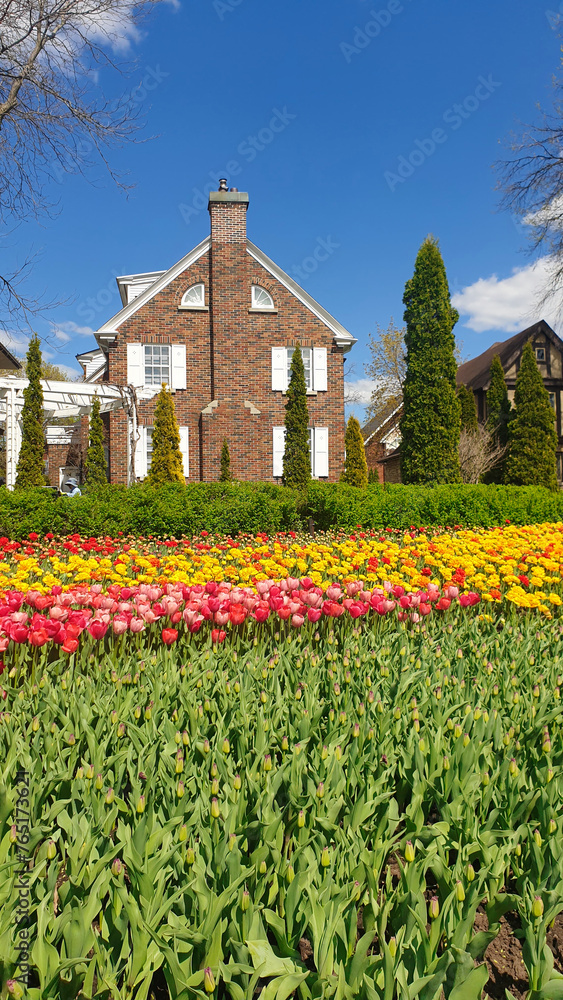 Picture postcard spring scene of Pink and Yellow Tulips with classic Canadian row houses and blue skies in a vertical format at the Ottawa Tulip Festival in Commissioners Park, Ottawa,Canada