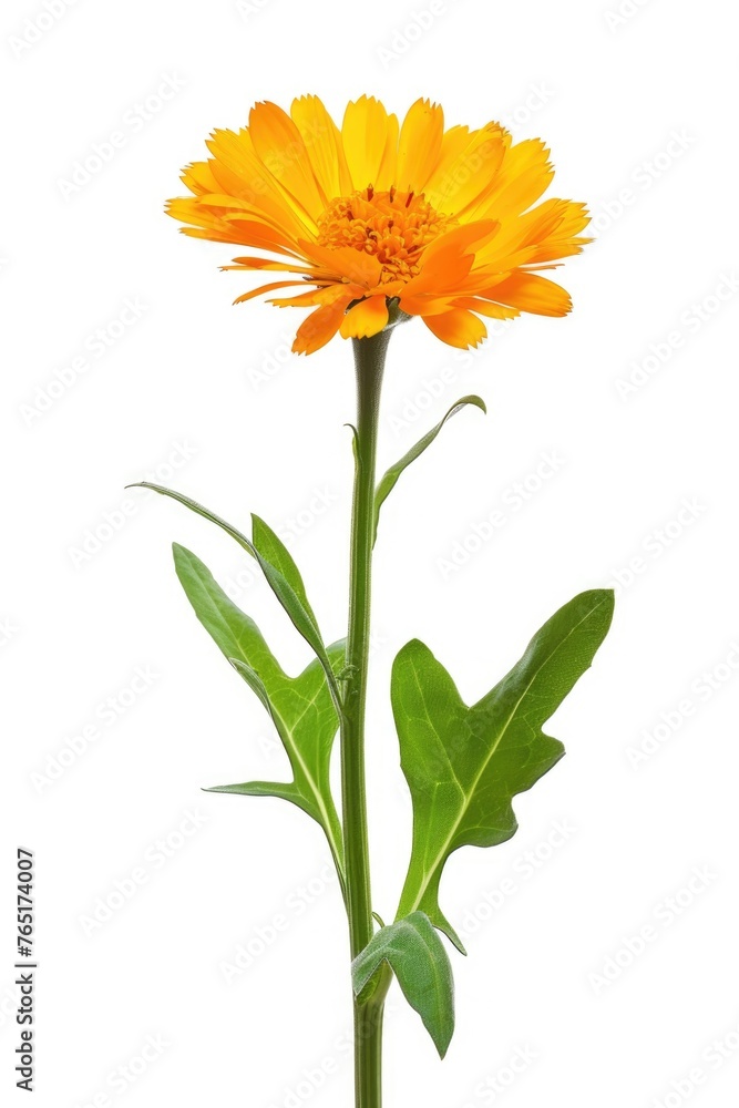 A vibrant orange flower with green leaves in a clear vase. Ideal for home decor or floral arrangements