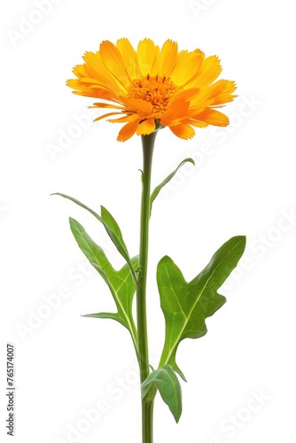 A vibrant orange flower with green leaves in a clear vase. Ideal for home decor or floral arrangements
