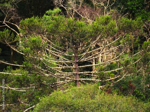 Araucária (pinheiro do Brasil)