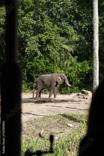 elephant in the park