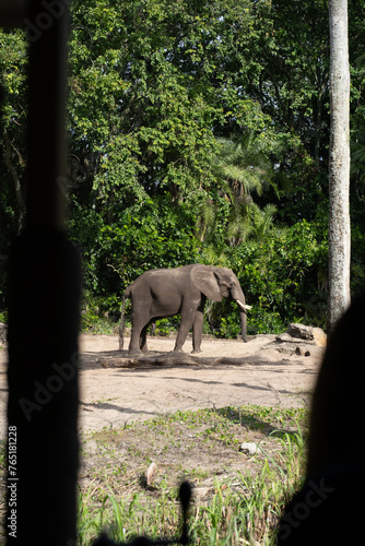 elephant in the park