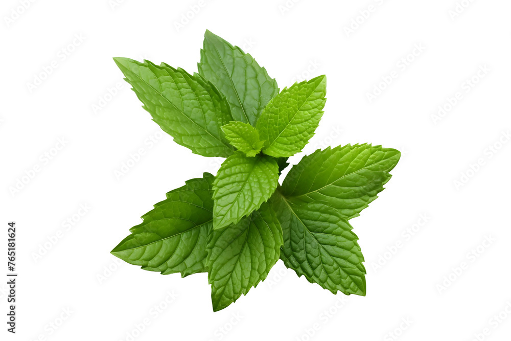 Fresh Mint Leaves (PNG) isolated on transparent background Fresh Mint Leaves (PNG) isolated on transparent background