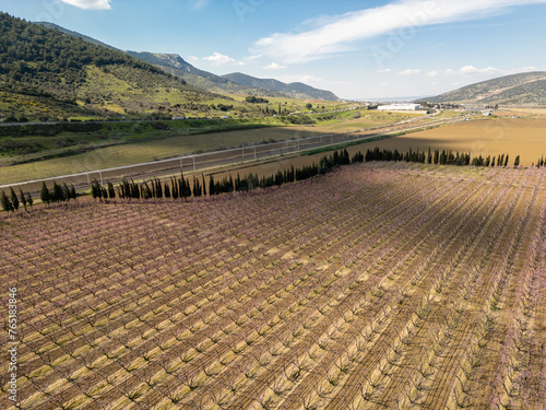 Orchards of Peach with Pink Flowers - Blooming Farmland