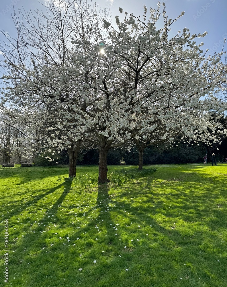 Obraz premium Blooming tree and the sun shining through