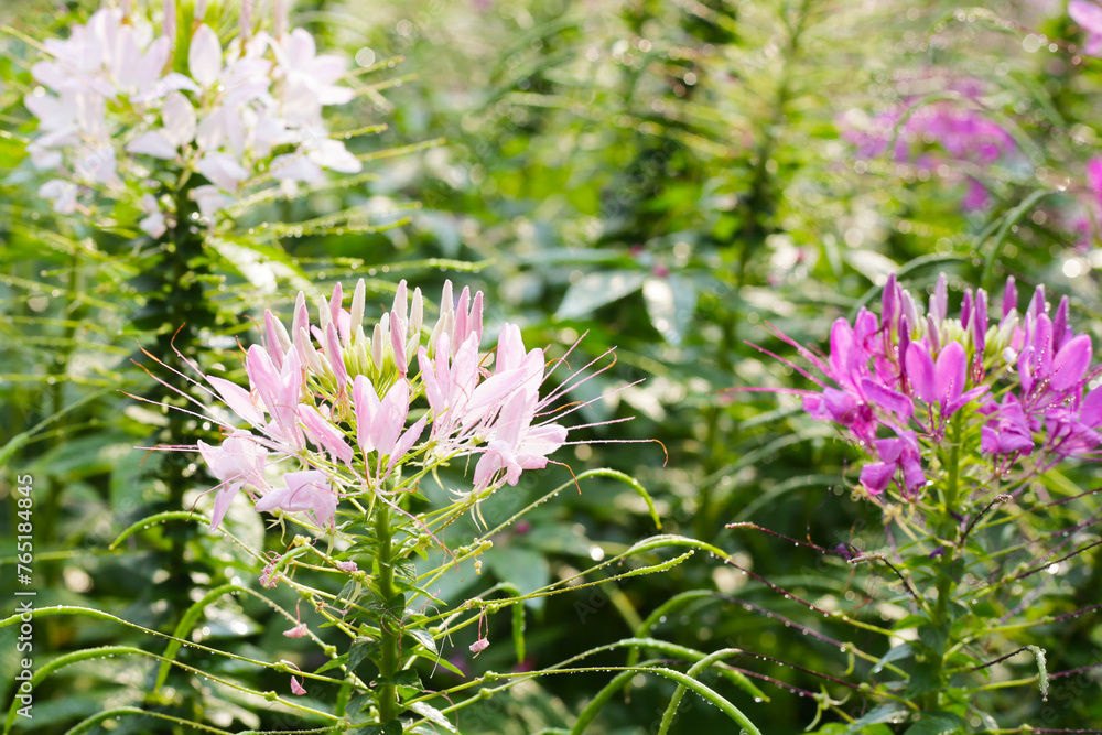 Obraz premium Cleome spinosa flower in the park